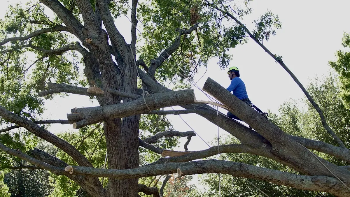Professional Crown Thinning performed by certified arborists in Doon